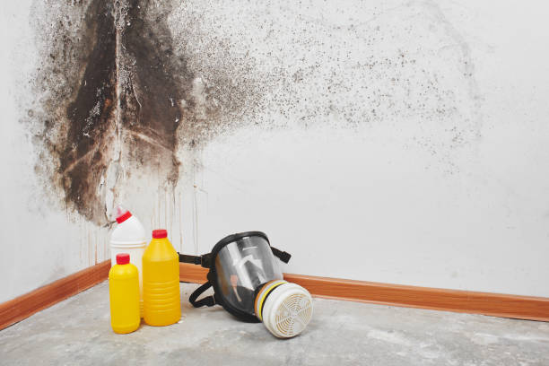 Best Crawl Space Mold Removal  in Fall River, WI