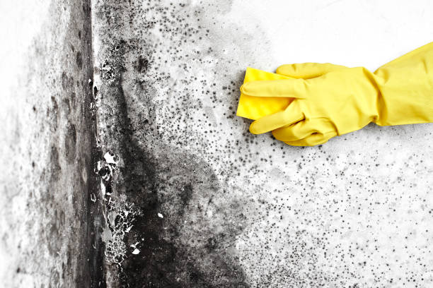 Best Mold Testing  in Fall River, WI