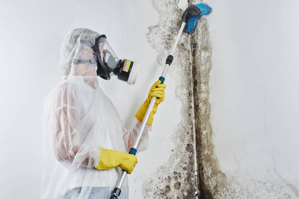 Best Same-Day Mold Removal  in Fall River, WI