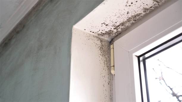 Best Toxic Mold Removal  in Fall River, WI