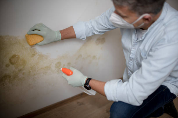 Best Office Mold Removal Services  in Fall River, WI