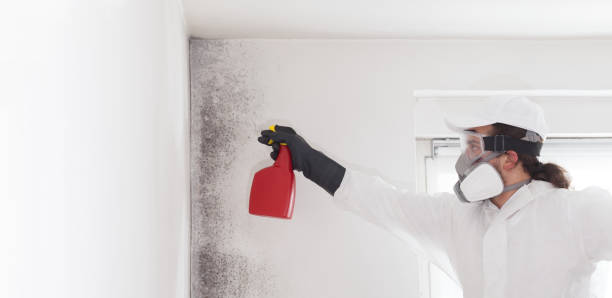 Home Mold Removal in Fall River, WI