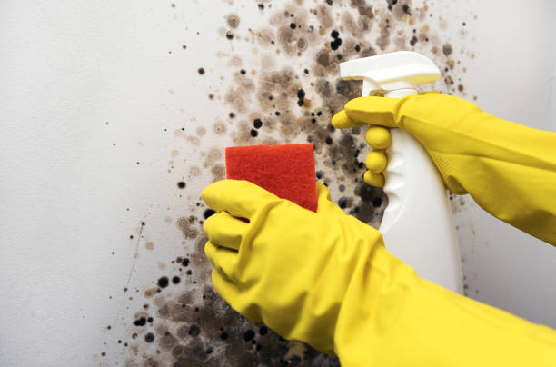Best Best Mold Removal Companies  in Fall River, WI
