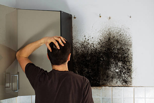 Best Emergency Mold Removal  in Fall River, WI