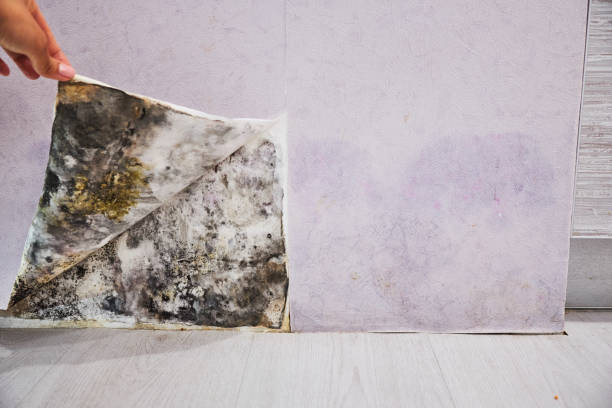 Fall River, WI Mold Removal Company